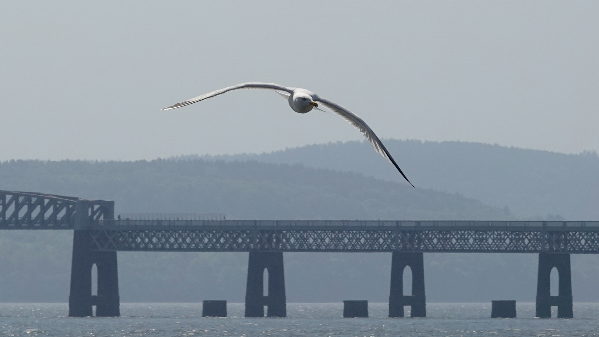 A herring gull flying high, wings spread, towards the camera, with the Tay Rail Bridge behind and in the distance over the river the hills of Fife. The bird is white and grey and has its head turned to our right.