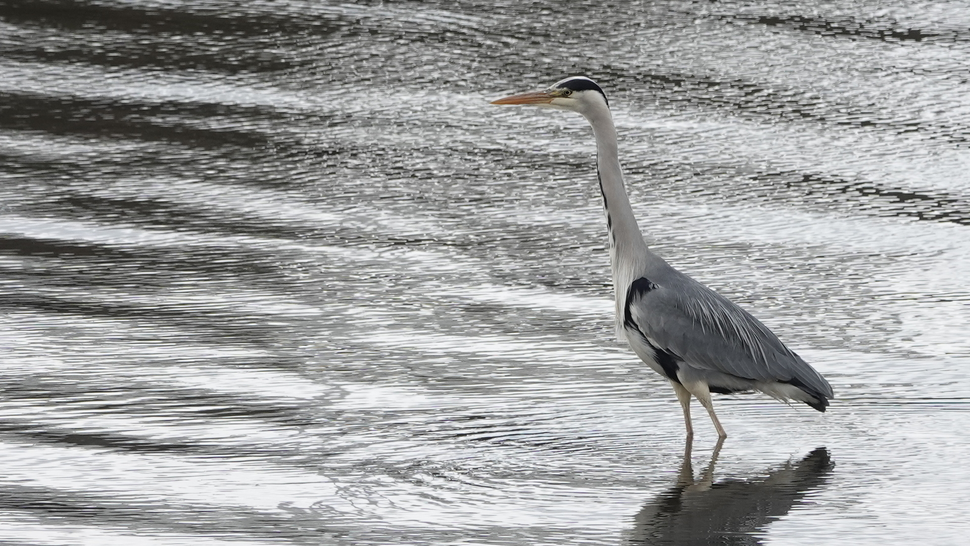 Photo of a heron standing in a river estuary A heron standing in a river. It is facing to the left, with a yellow beak, long white neck, and grey body. The river (the silvery Tay!) has many horizontal patterns.